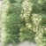 湖北雪里蕻襄阳蔬菜基地