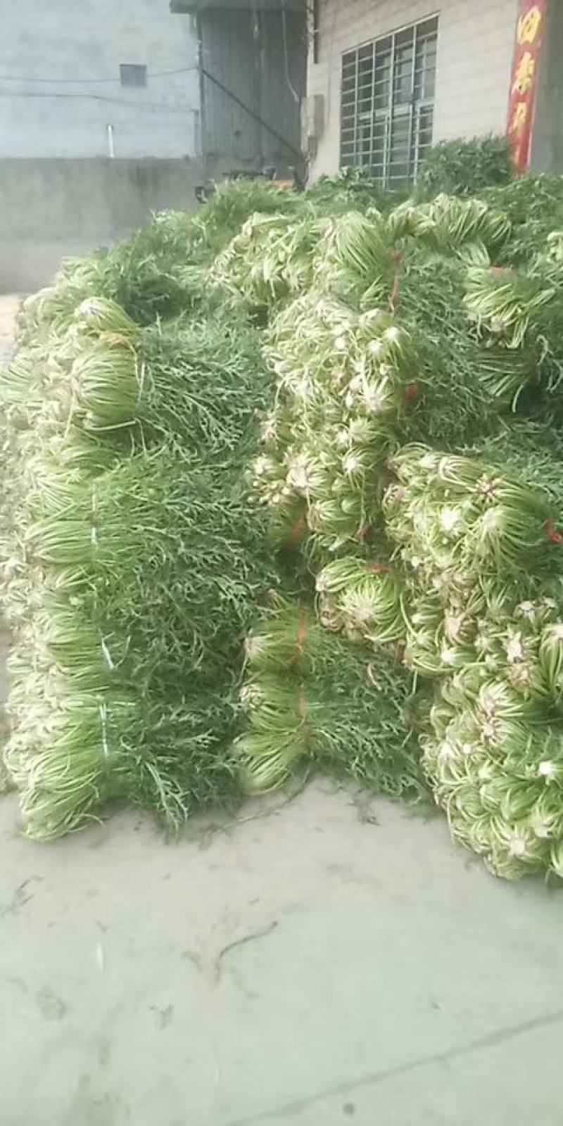 湖北雪里蕻襄阳蔬菜基地
