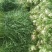 湖北雪里蕻襄阳蔬菜基地
