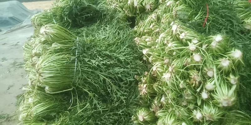 湖北雪里蕻襄阳蔬菜基地