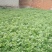 湖北雪里蕻襄阳蔬菜基地