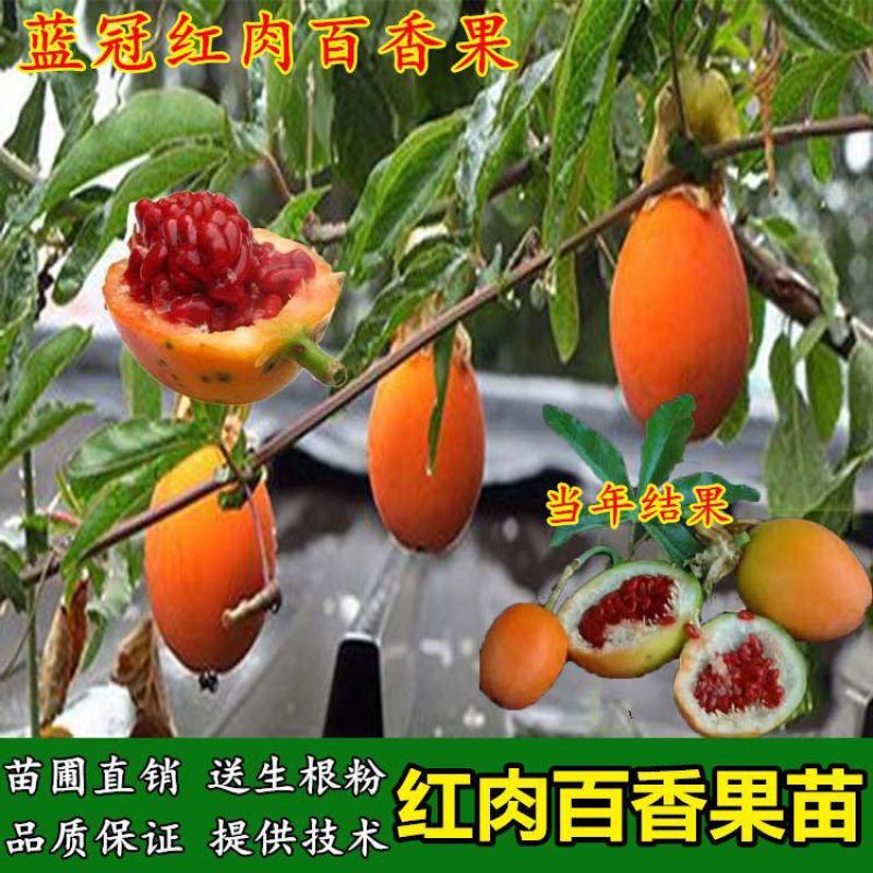 蓝冠百香果苗新品种红肉百香果一年四季结果嫁接苗耐寒南北方