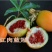 蓝冠百香果苗新品种红肉百香果一年四季结果嫁接苗耐寒南北方