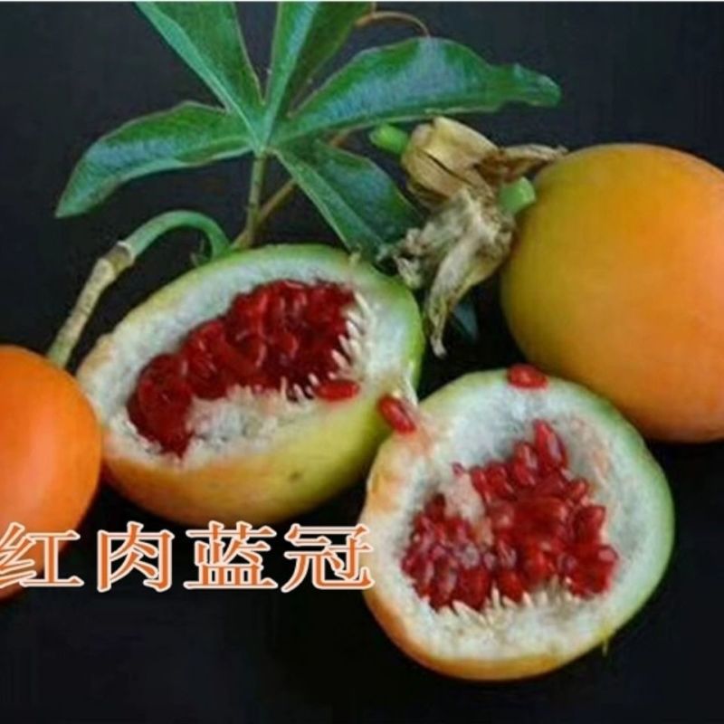 蓝冠百香果苗新品种红肉百香果一年四季结果嫁接苗耐寒南北方
