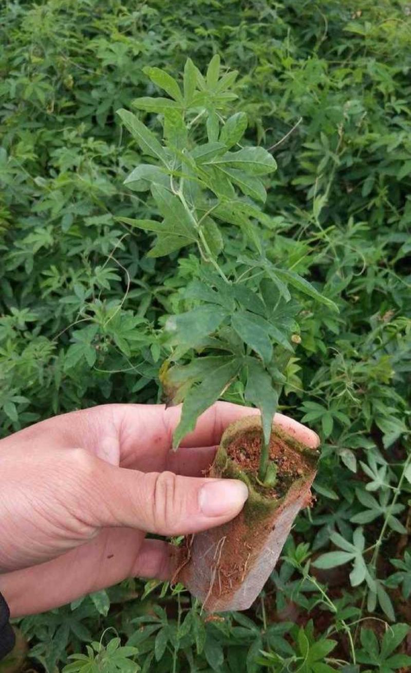 蓝冠百香果苗新品种红肉百香果一年四季结果嫁接苗耐寒南北方