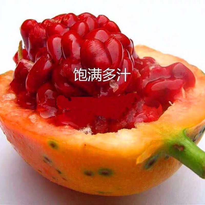 蓝冠百香果苗新品种红肉百香果一年四季结果嫁接苗耐寒南北方