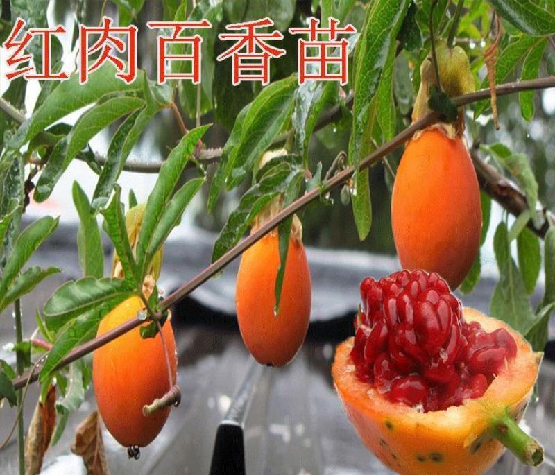 蓝冠百香果苗新品种红肉百香果一年四季结果嫁接苗耐寒南北方