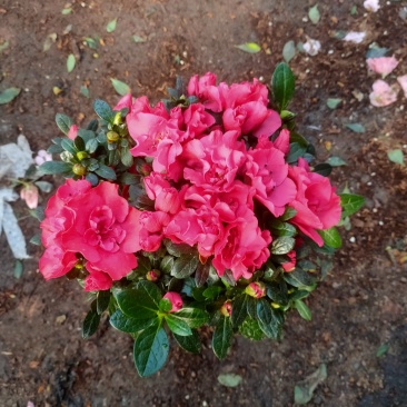 (热销)梅红杜鹃花樱桃红等基地自产自销量大有货