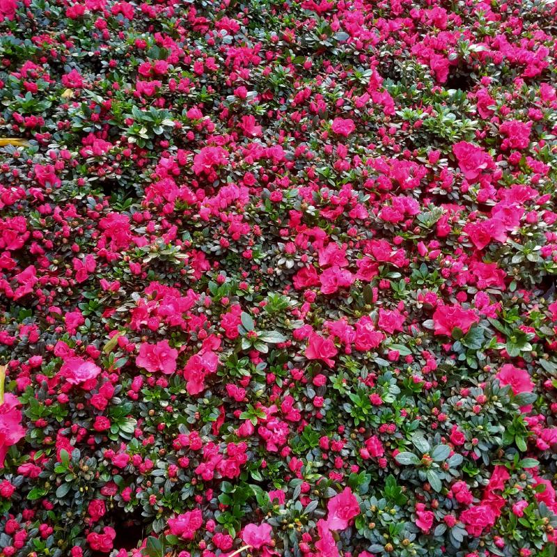 (热销)梅红杜鹃花樱桃红等基地自产自销量大有货