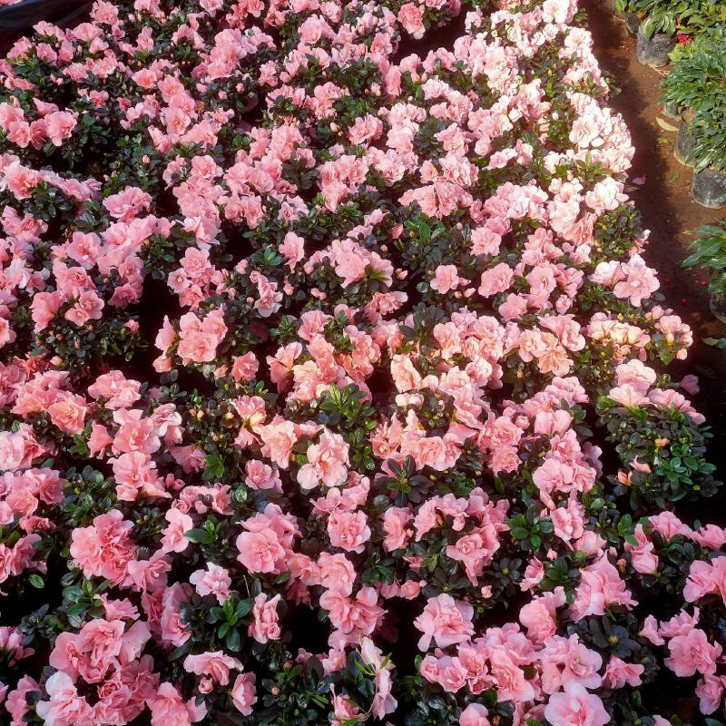 (热销)梅红杜鹃花樱桃红等基地自产自销量大有货