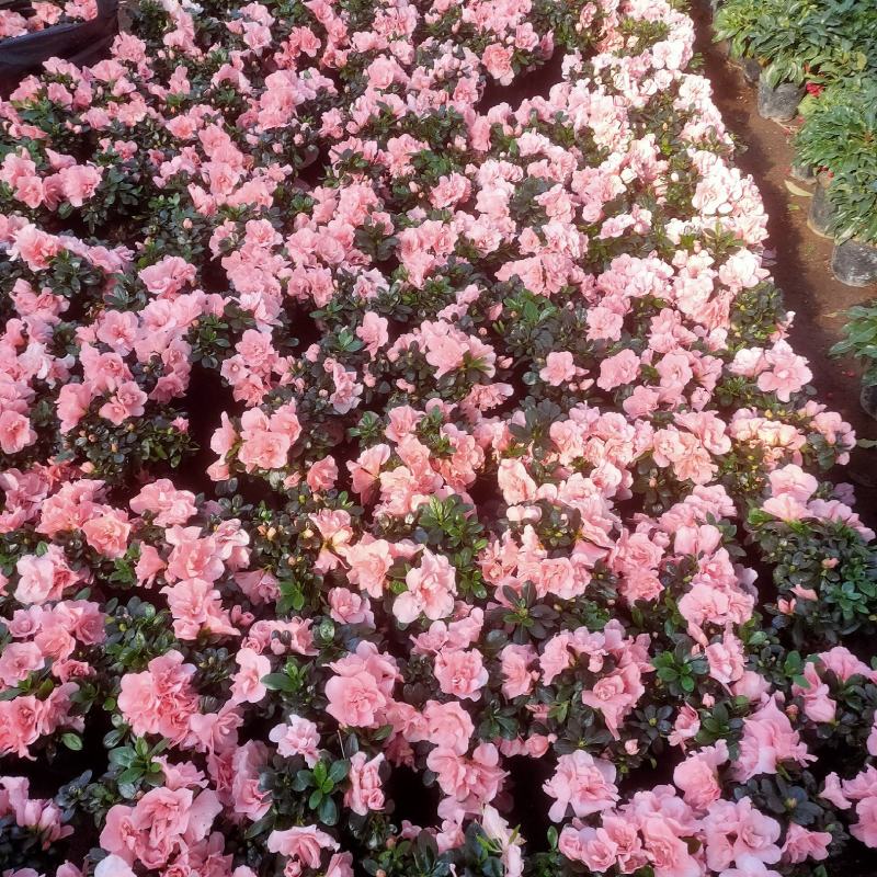 (热销)梅红杜鹃花樱桃红等基地自产自销量大有货