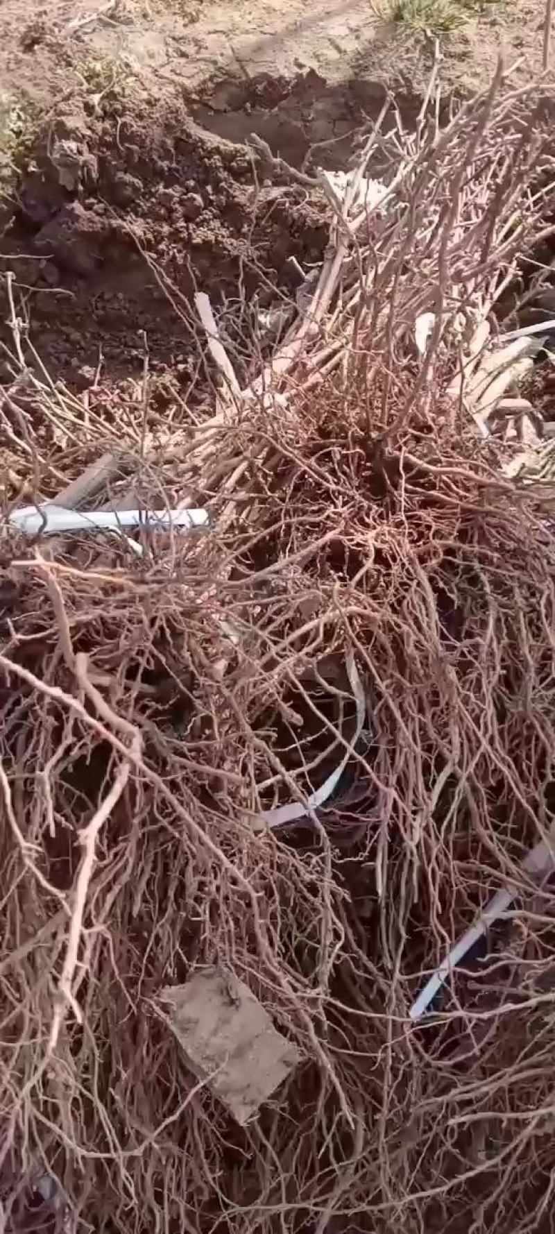 户太八号葡萄苗保纯度保成活率死苗补发