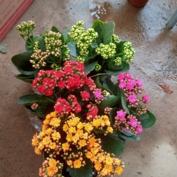 长寿花盆栽重瓣花苗带花苞大花绿植物室内四季开花长寿
