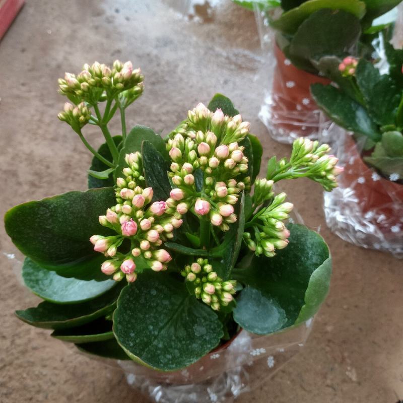 长寿花盆栽重瓣花苗带花苞大花绿植物室内四季开花长寿