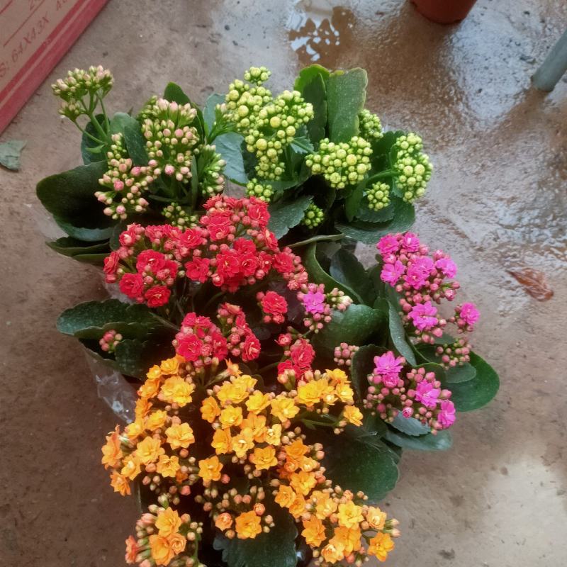 长寿花盆栽重瓣花苗带花苞大花绿植物室内四季开花长寿