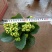 长寿花盆栽重瓣花苗带花苞大花绿植物室内四季开花长寿