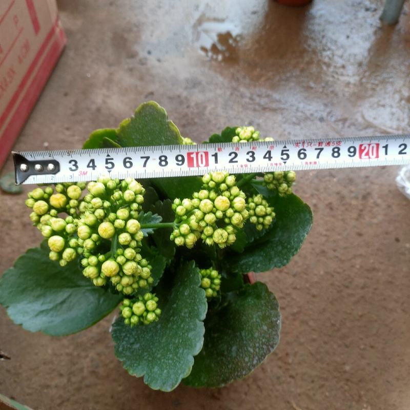 长寿花盆栽重瓣花苗带花苞大花绿植物室内四季开花长寿