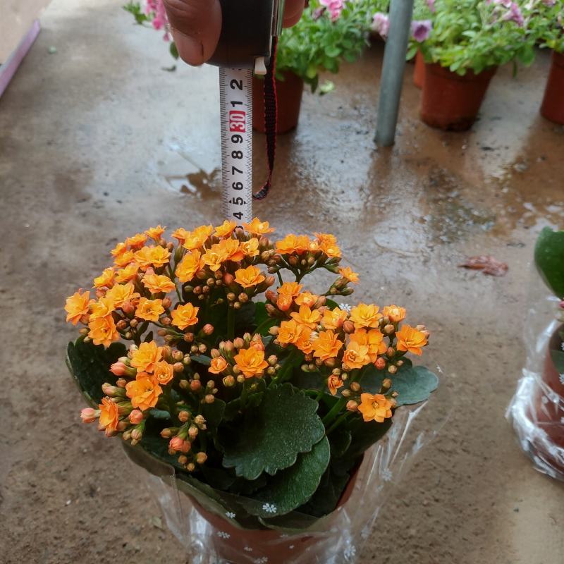 长寿花盆栽重瓣花苗带花苞大花绿植物室内四季开花长寿