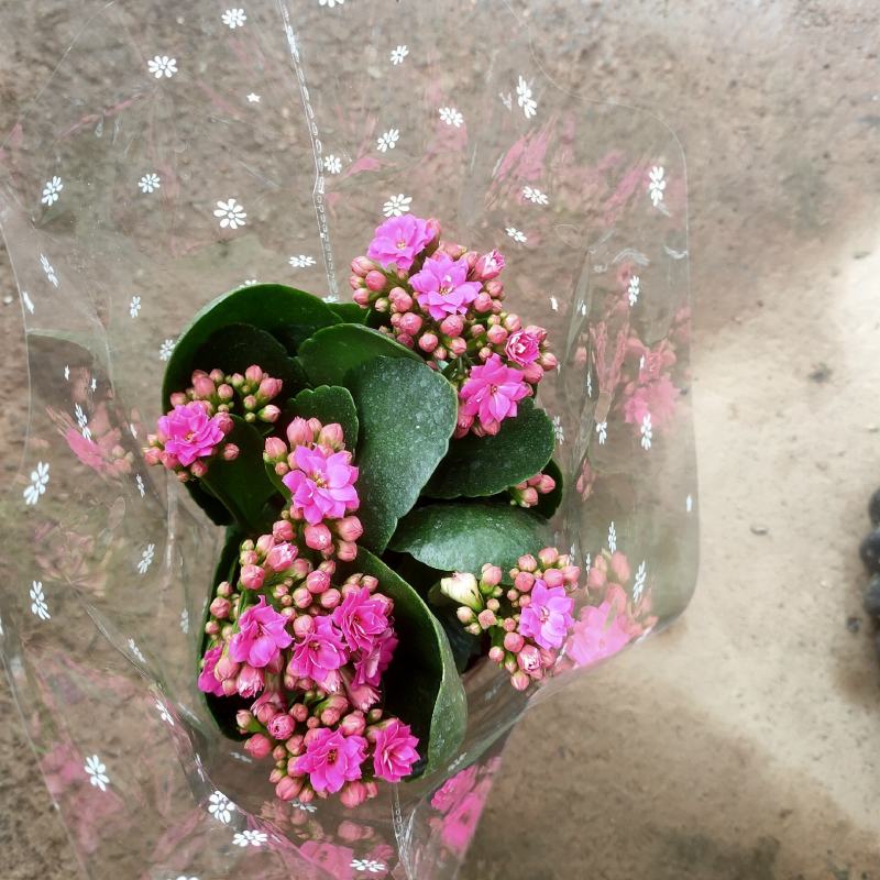 长寿花盆栽重瓣花苗带花苞大花绿植物室内四季开花长寿