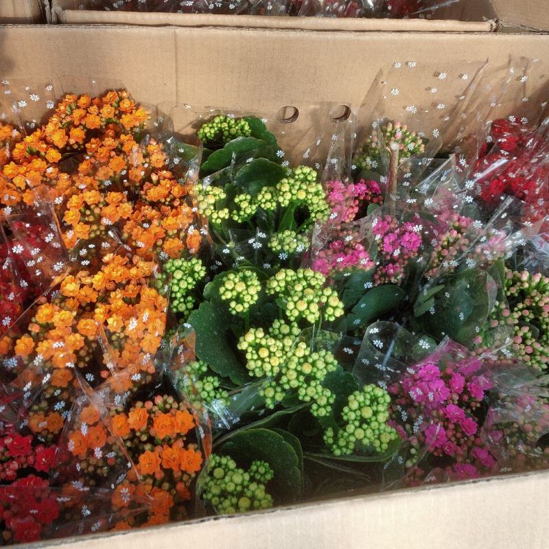 长寿花盆栽重瓣花苗带花苞大花绿植物室内四季开花长寿