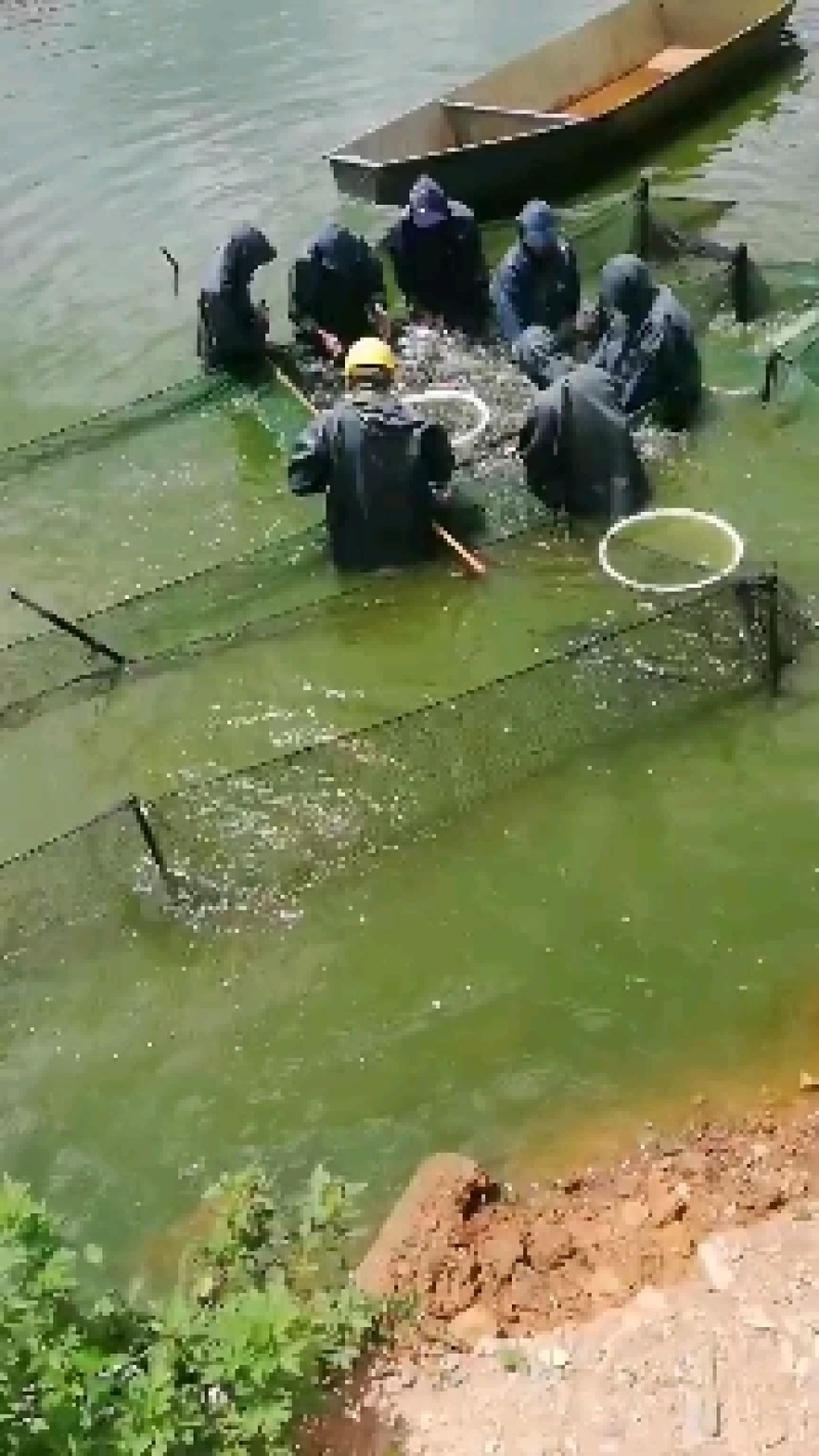 《养殖水库》精品鲤鱼苗，好养殖，可大量供货，提枝术交流！