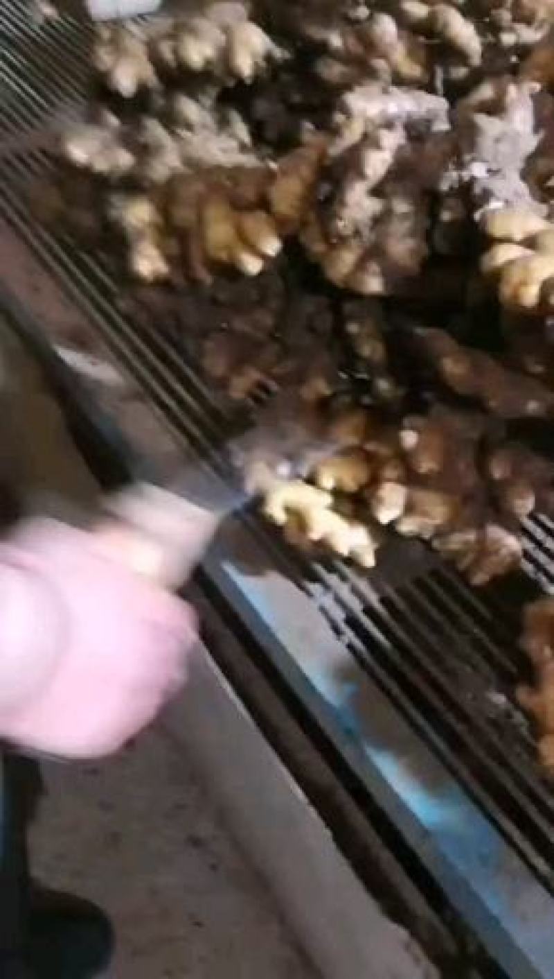 供应小黄姜，山东精品小黄姜，窖存现货质量保证