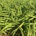 大花萱草16袋高度30-40每盆三芽左右