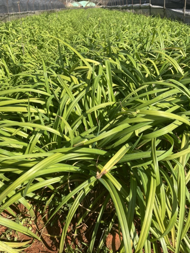 大花萱草16袋高度30-40每盆三芽左右