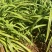 大花萱草16袋高度30-40每盆三芽左右
