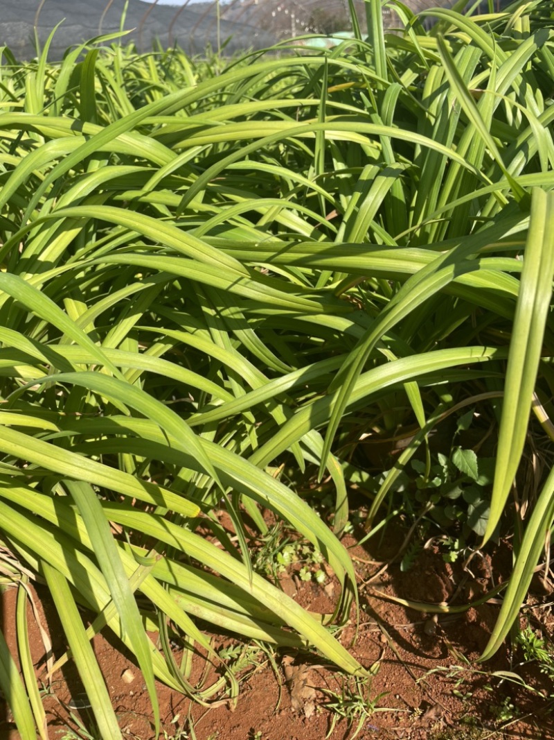 大花萱草16袋高度30-40每盆三芽左右