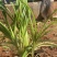 大花萱草16袋高度30-40每盆三芽左右