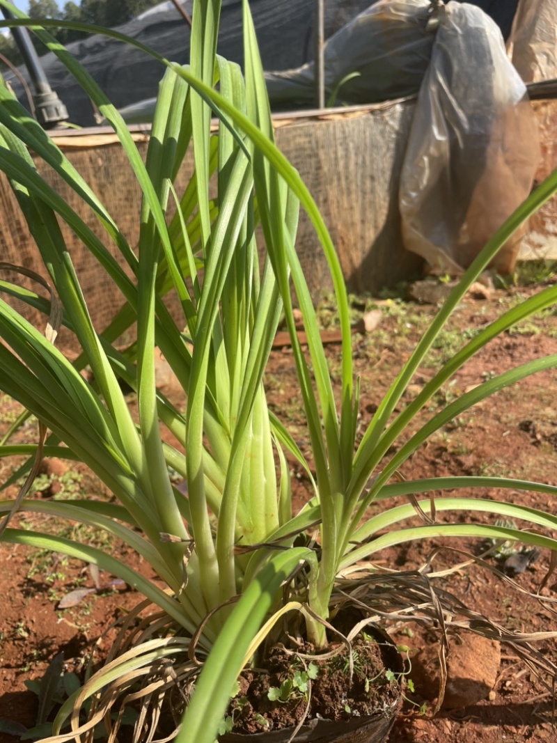大花萱草16袋高度30-40每盆三芽左右