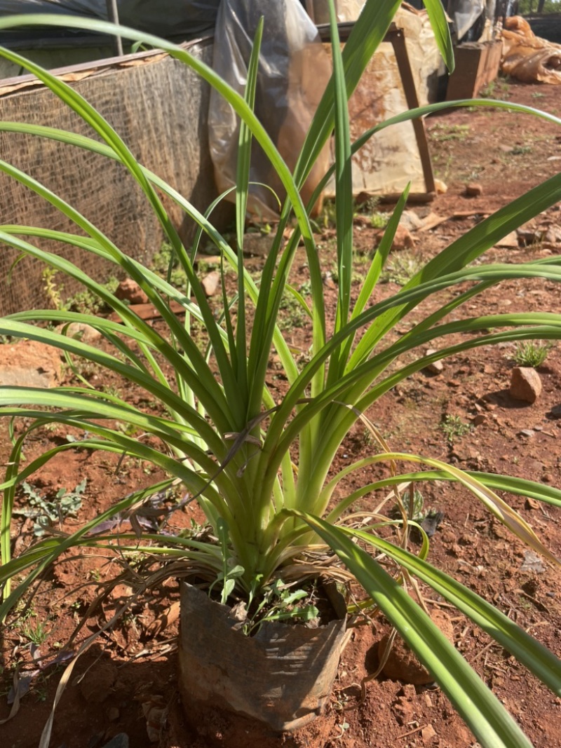 大花萱草16袋高度30-40每盆三芽左右