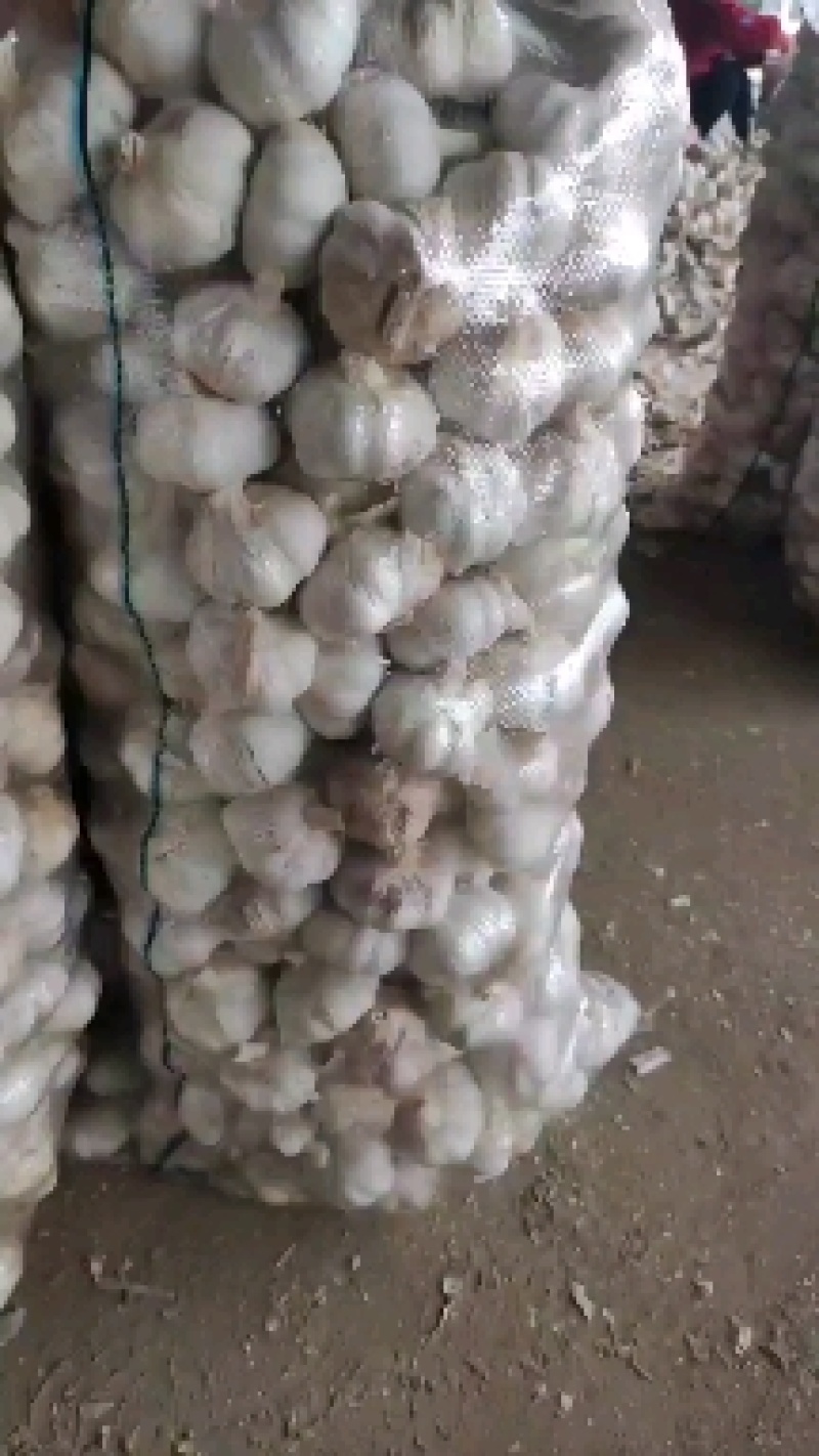 【荐】金乡大蒜一手货源，常年代发代存，各种包装，全国发货