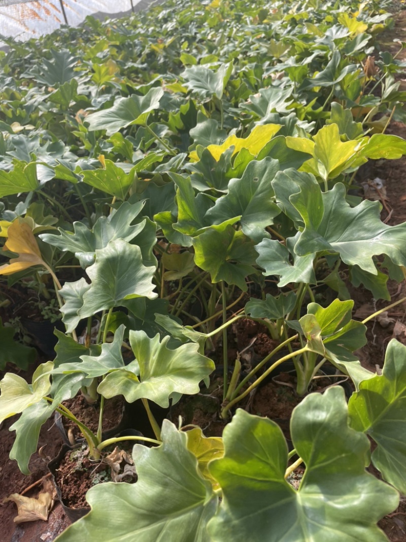 春芋16杯高度30-40cm