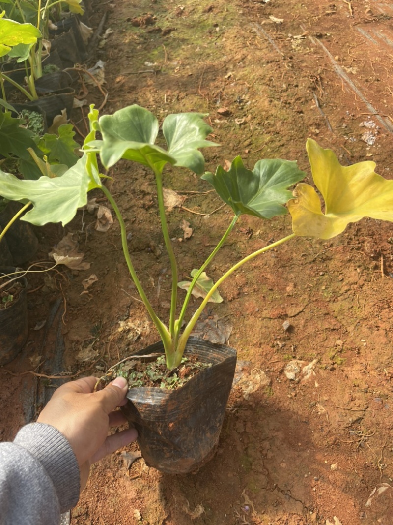 春芋16杯高度30-40cm