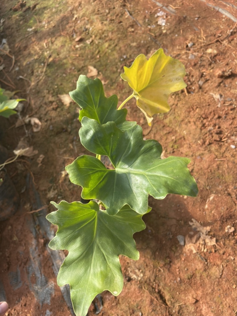 春芋16杯高度30-40cm