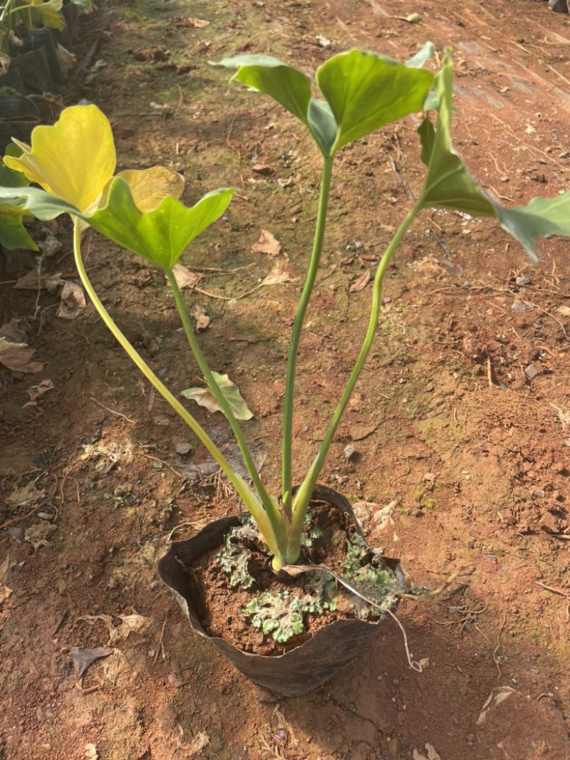 春芋16杯高度30-40cm