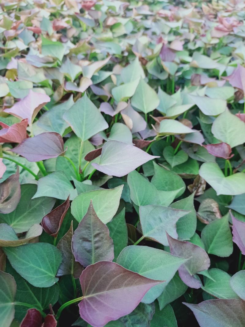 农科院授权脱毒原种苗西瓜红红薯苗烟薯苗济薯26苗龙九苗