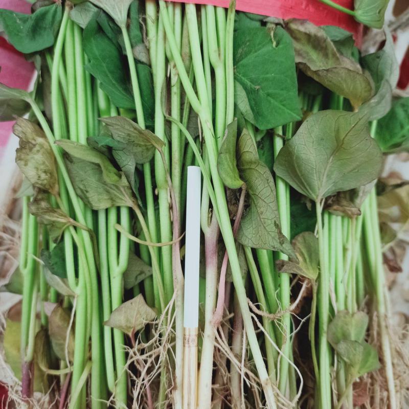 农科院授权脱毒原种苗西瓜红红薯苗烟薯苗济薯26苗龙九苗