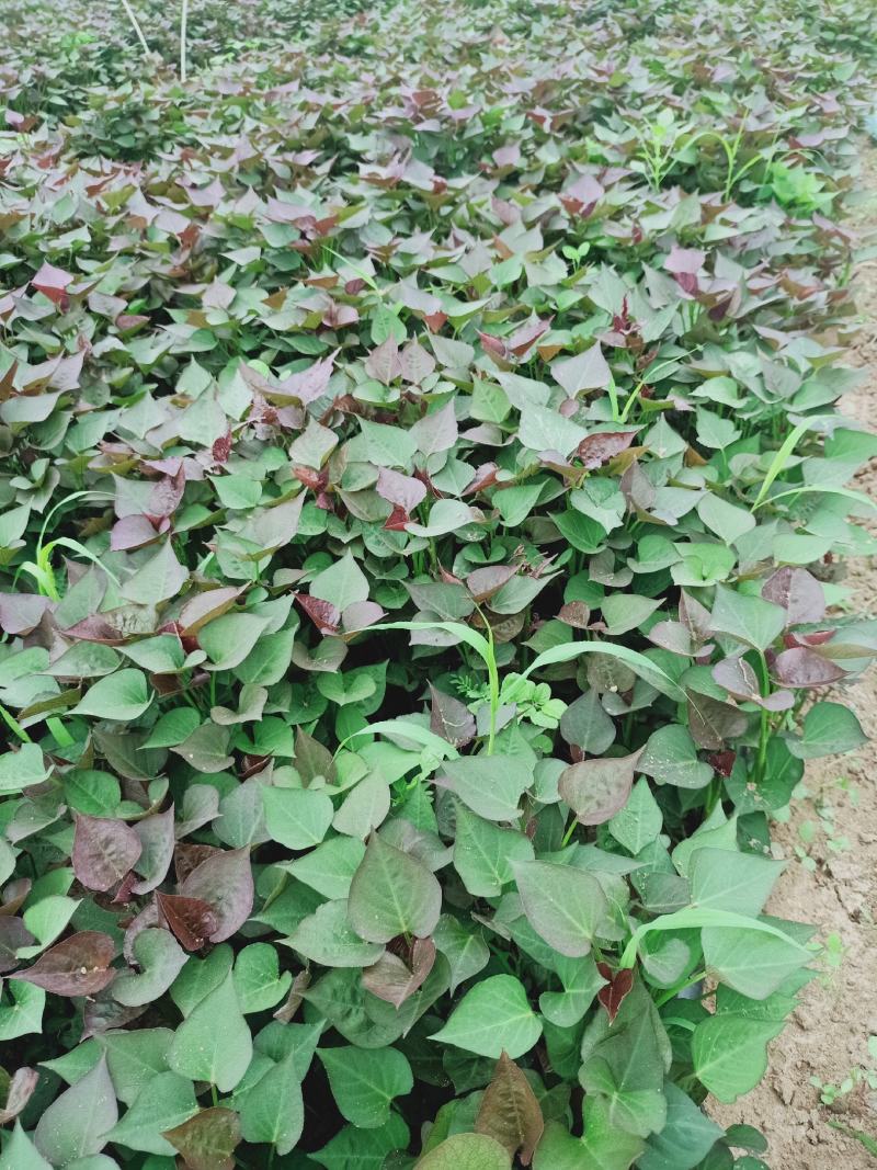 农科院授权脱毒原种苗西瓜红红薯苗烟薯苗济薯26苗龙九苗