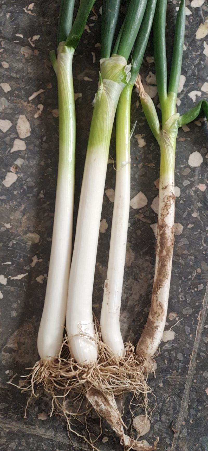 大葱