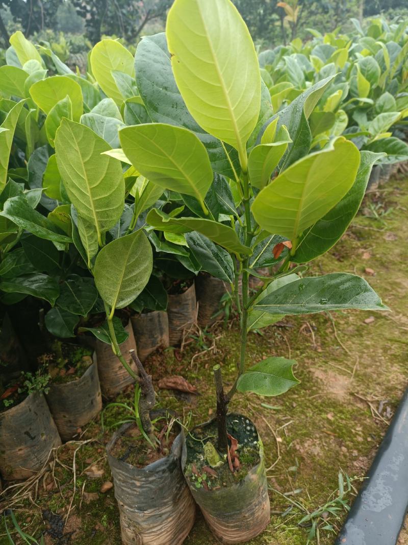 新品种大孟尖榴莲蜜营养杯苗量大从优