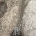 【优质】阳丰柿子树苗柿树苗基地直发品种纯正保成活率