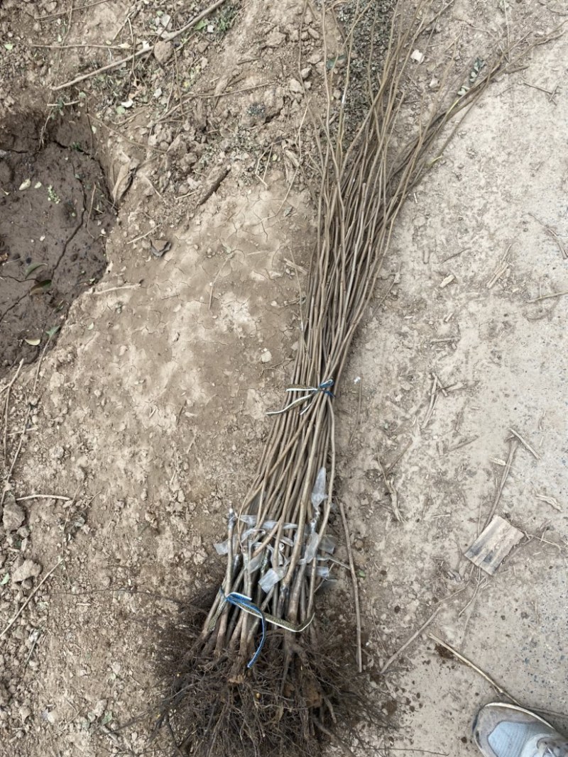 【优质】阳丰柿子树苗柿树苗基地直发品种纯正保成活率