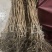 【优质】阳丰柿子树苗柿树苗基地直发品种纯正保成活率