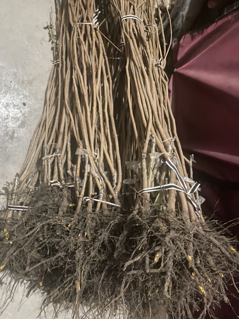 【优质】阳丰柿子树苗柿树苗基地直发品种纯正保成活率