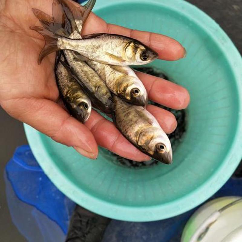 大头鱼:本养殖合作社以水库养殖各种淡水鱼苗下塘鱼长年供应
