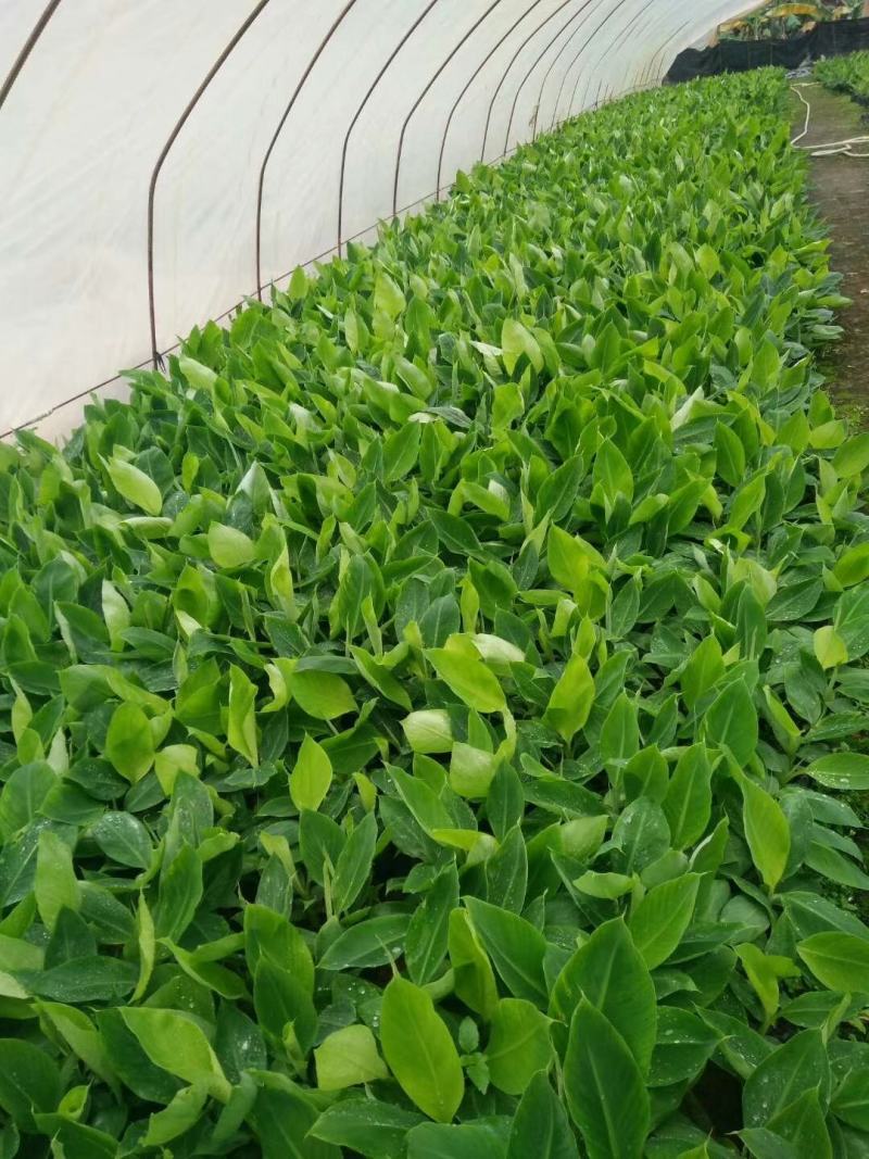 香蕉树矮化盆栽威廉斯b6红香蕉皇帝蕉各种南方果苗四季可种