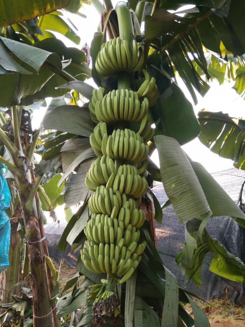 香蕉树矮化盆栽威廉斯b6红香蕉皇帝蕉各种南方果苗四季可种